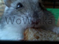 /album/krecik1/fl0-jpg/