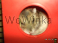 /album/krecik1/fl3-jpg/
