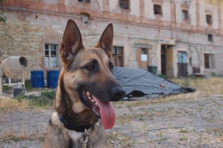 Shagy odjela až do Francie
