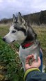 Huskoun Pan Ego