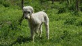 Weithy - bedlington teriér